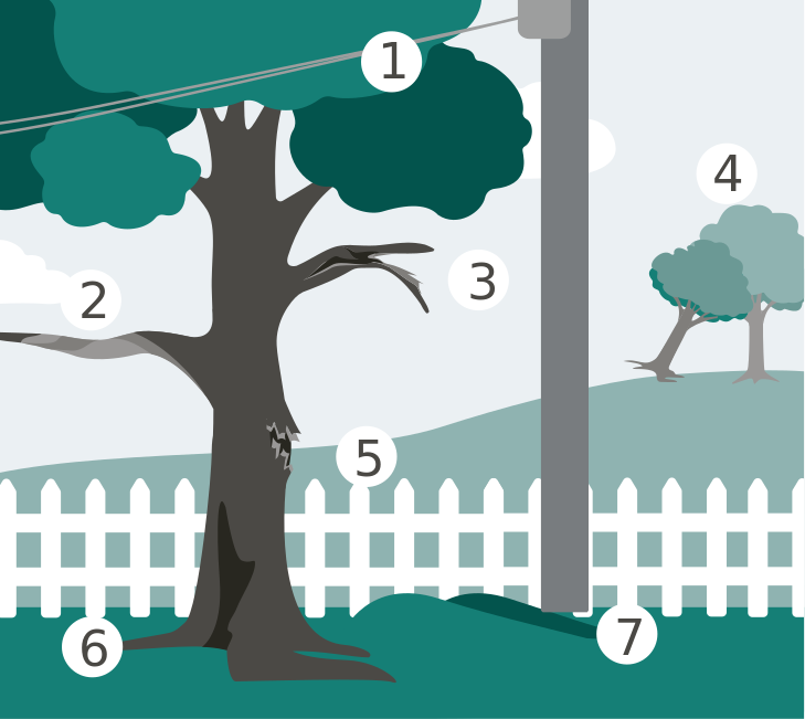 Tree damage warning signs infographic.