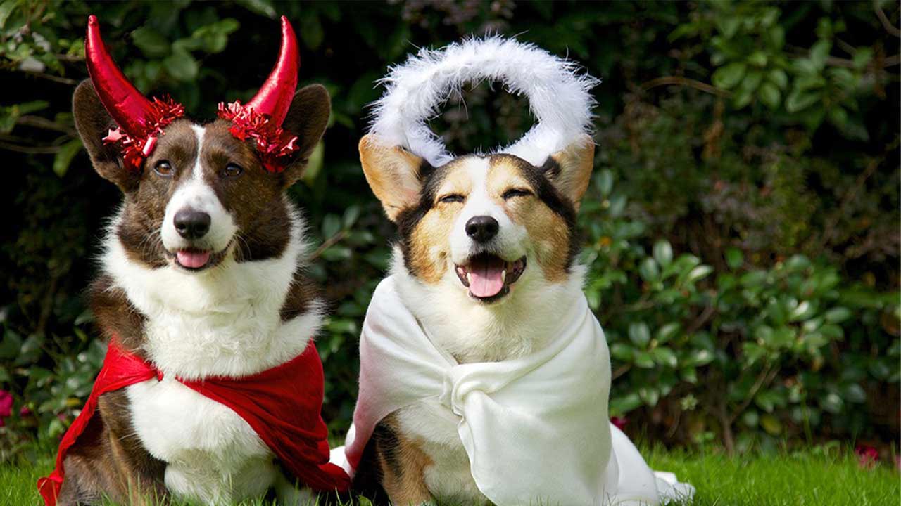 Dogs dressed in devil and angel Halloween costumes