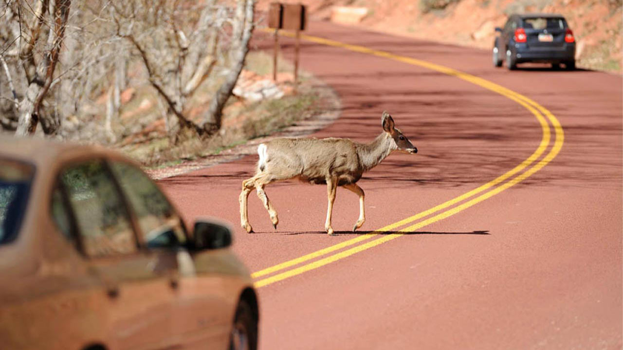 Deer crossing the road